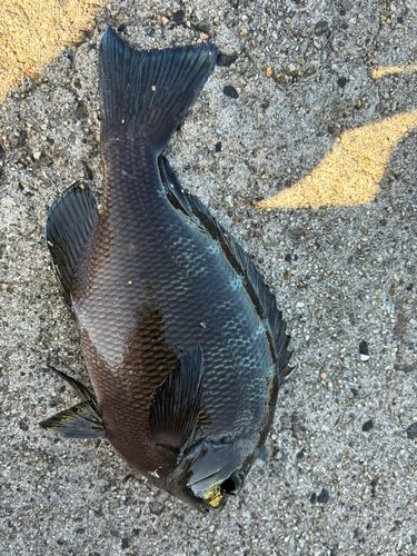 グレの釣果