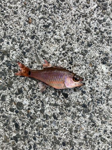 ネンブツダイの釣果