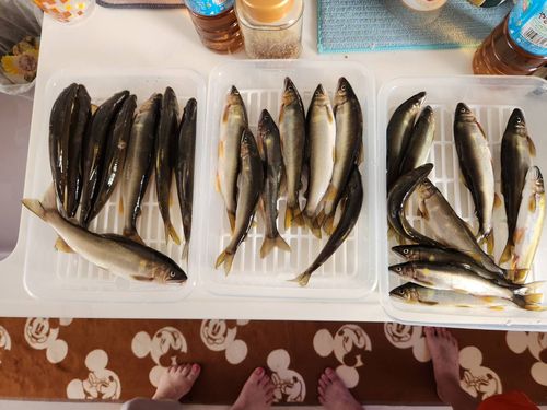 アユの釣果