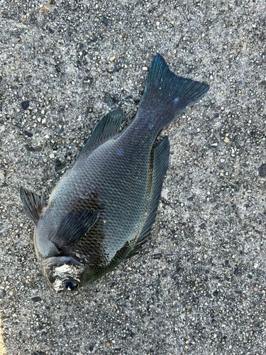 グレの釣果