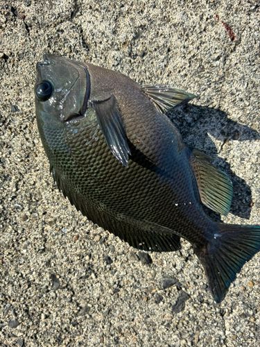 グレの釣果