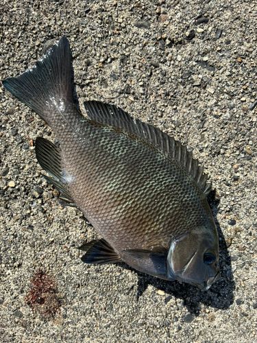 グレの釣果
