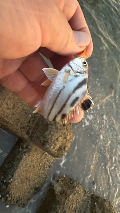 コトヒキの釣果