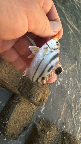 コトヒキの釣果