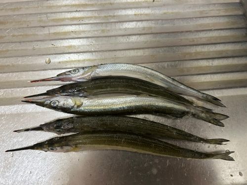 サヨリの釣果