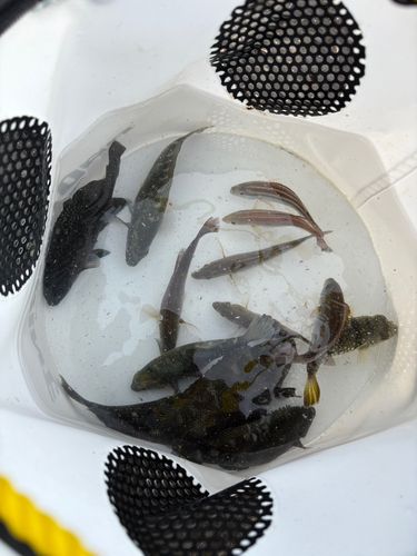 釣果