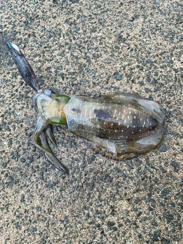 海釣り公園みかた