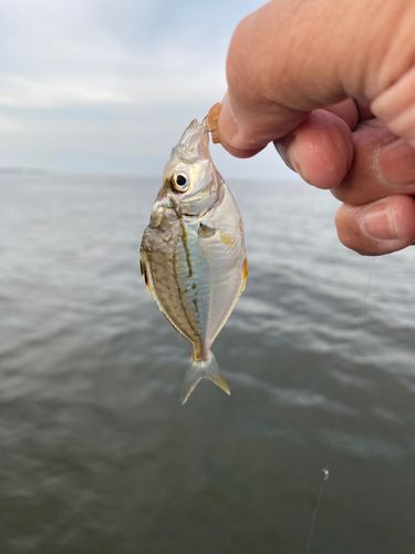 ヒイラギの釣果