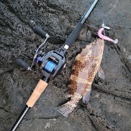 オオモンハタ