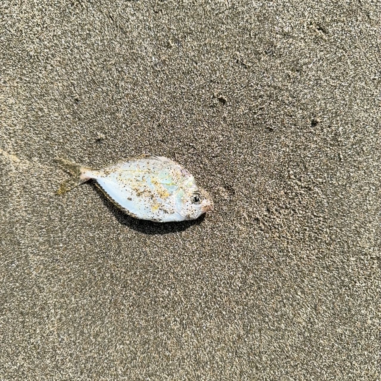 チンチン