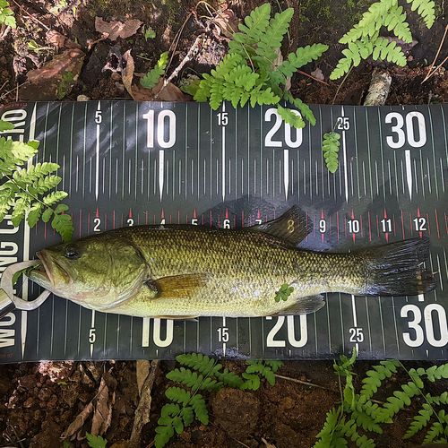 ブラックバスの釣果