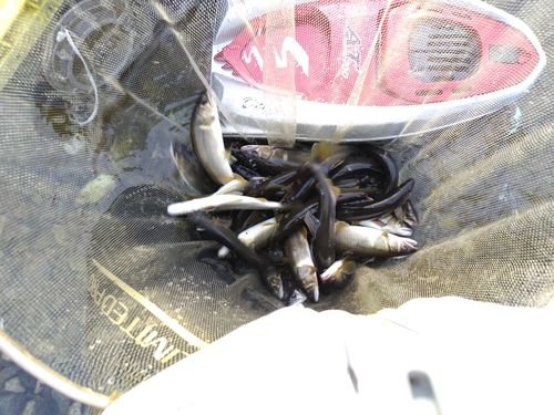 アユの釣果