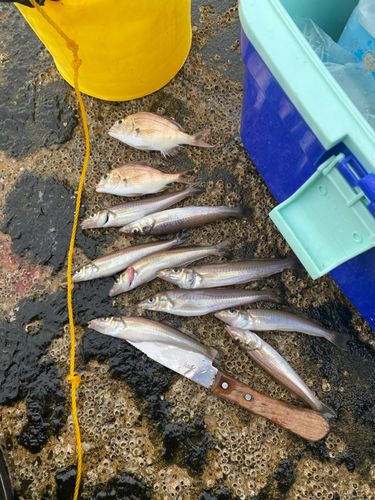 キスの釣果