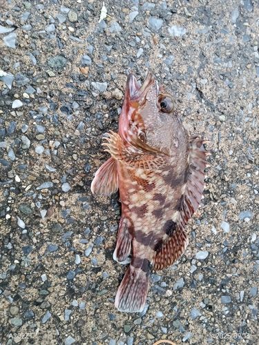 カサゴの釣果