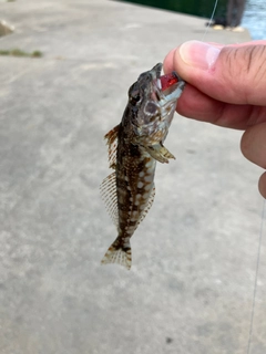 カジカの釣果