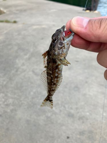 カジカの釣果