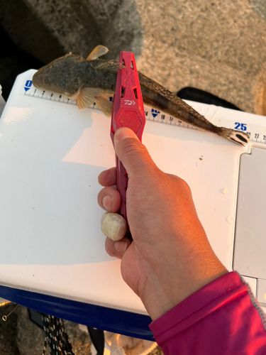 メゴチの釣果