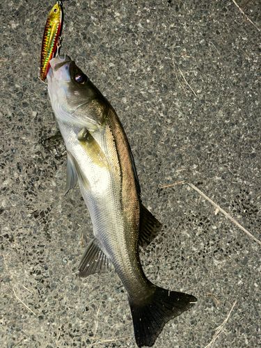 セイゴ（マルスズキ）の釣果