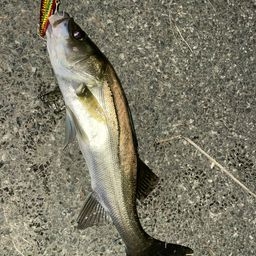 セイゴ（マルスズキ）