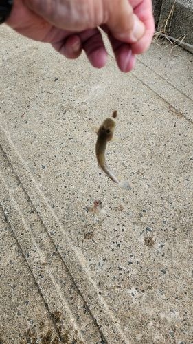 ハゼの釣果