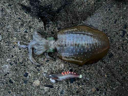 アオリイカの釣果