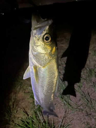 セイゴ（マルスズキ）の釣果
