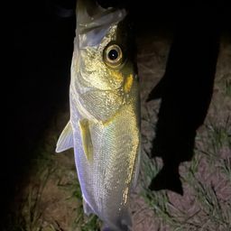 セイゴ（マルスズキ）