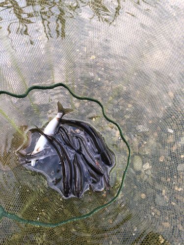 アユの釣果