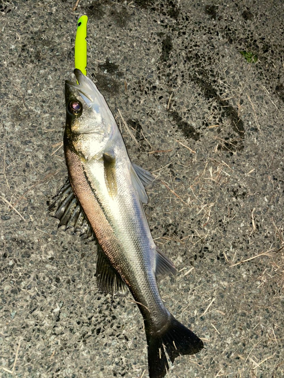 セイゴ（マルスズキ）