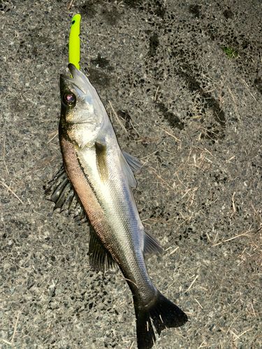 セイゴ（マルスズキ）の釣果