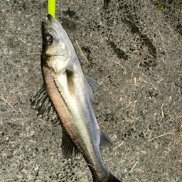 セイゴ（マルスズキ）