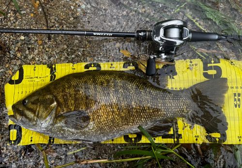 スモールマウスバスの釣果