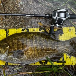 スモールマウスバス