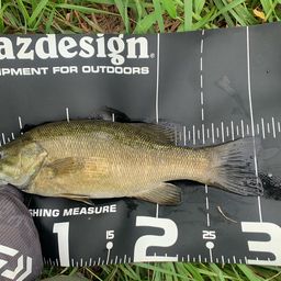 スモールマウスバス