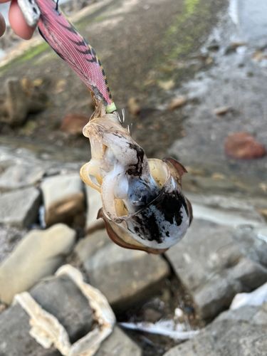 コウイカの釣果