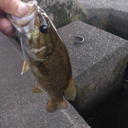 スモールマウスバス