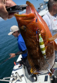 アコウの釣果