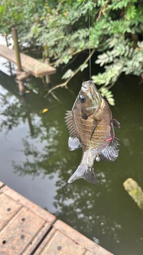 ブルーギルの釣果