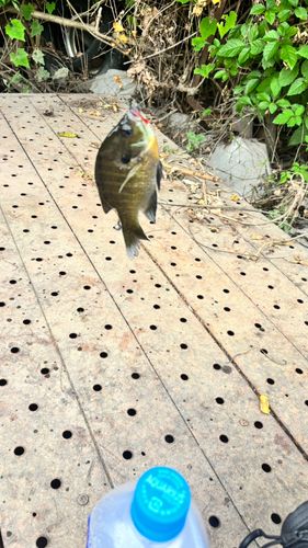 ブルーギルの釣果