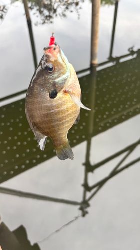 ブルーギルの釣果