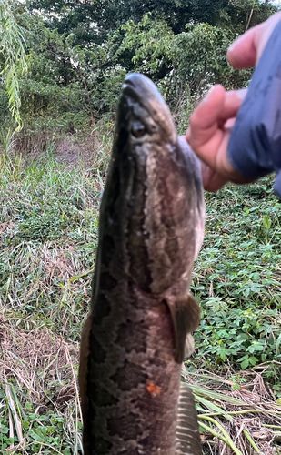 ライギョの釣果