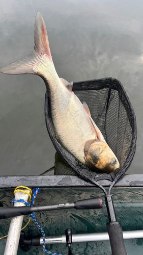ハクレンの釣果