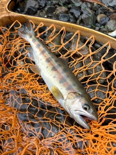 イワナの釣果