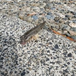 セイゴ（マルスズキ）