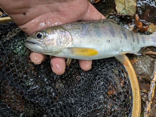 アマゴの釣果