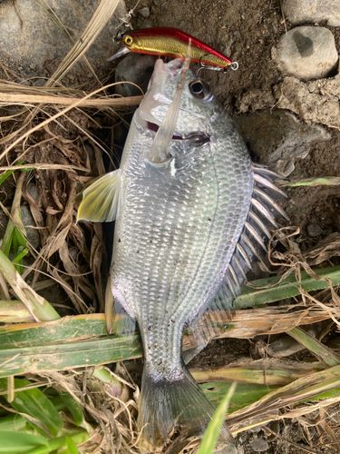 メッキの釣果