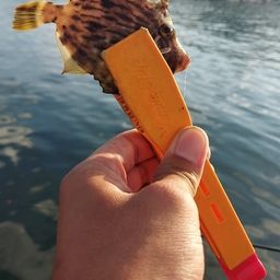 カワハギ