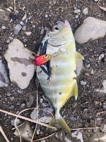 メッキの釣果
