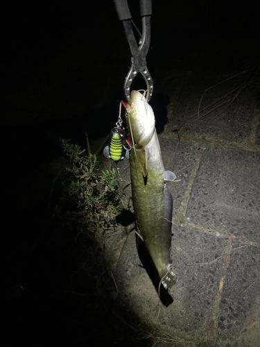 ナマズの釣果
