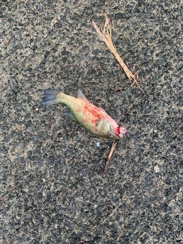 ブラックバスの釣果